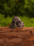 Siamese Dark Double Skull Ring - Night Works